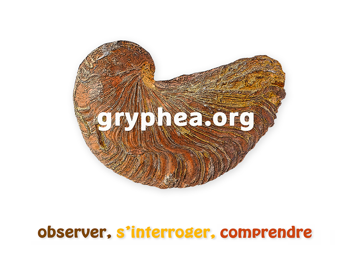 gryphea-org (1)