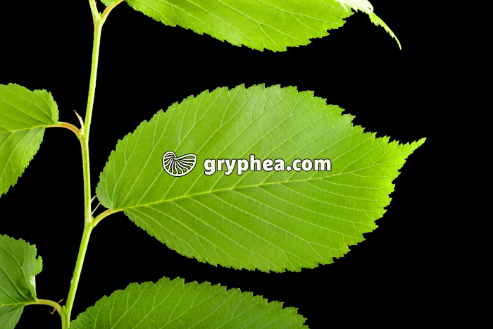 Orme - Rameau avec feuilles (Ulmus lupulus) - Photo GN 04543 - Gryphea