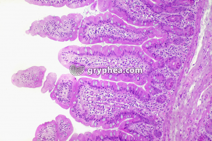 Muqueuse Intestinal Muqueuse intestinale x25 - Photo TN 10185c - Gryphea