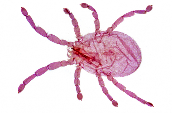 Zoologie