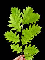 Reconnaître les feuilles des arbres - Photos et images - Gryphea