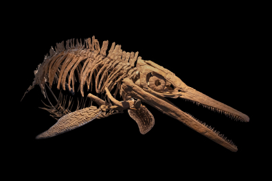 Reptiles et apparentés fossiles