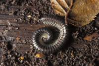 Les différents milieux de vie des êtres vivants 