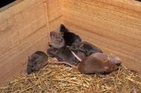 Que deviennent les jeunes animaux ?  