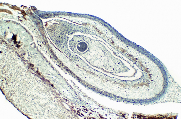 Organes reproducteurs des plantes à fleurs