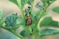 Le développement d’un insecte   