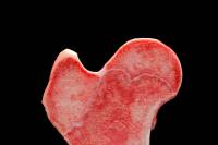 Le fonctionnement des articulations 