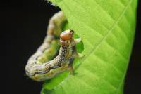 Végétal ou animal ?