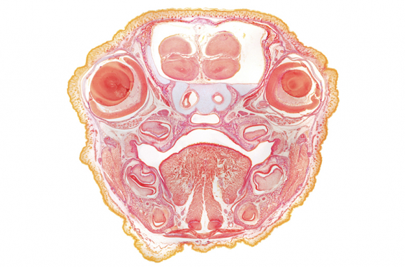 Embryologie