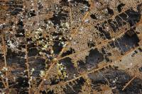 Le devenir de la matière des êtres vivants morts   