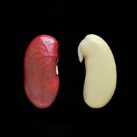 Les étapes de la vie d’une plante à fleurs  