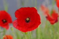 La vie d’une plante  