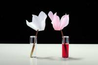 Expériences sur les végétaux