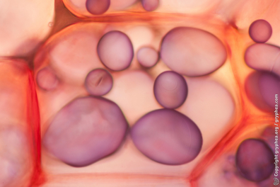 Substances de réserve